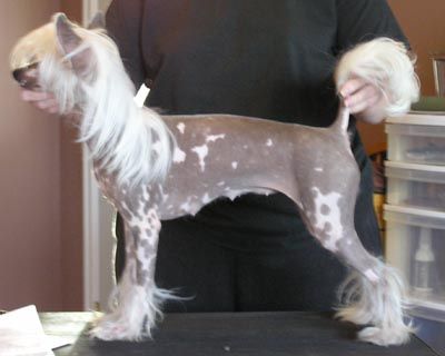 Stormblåstens Hypnotic Poison