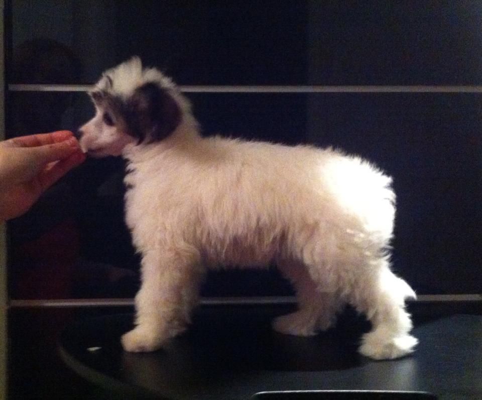 Pinky Twinky Lady Lovely Locks