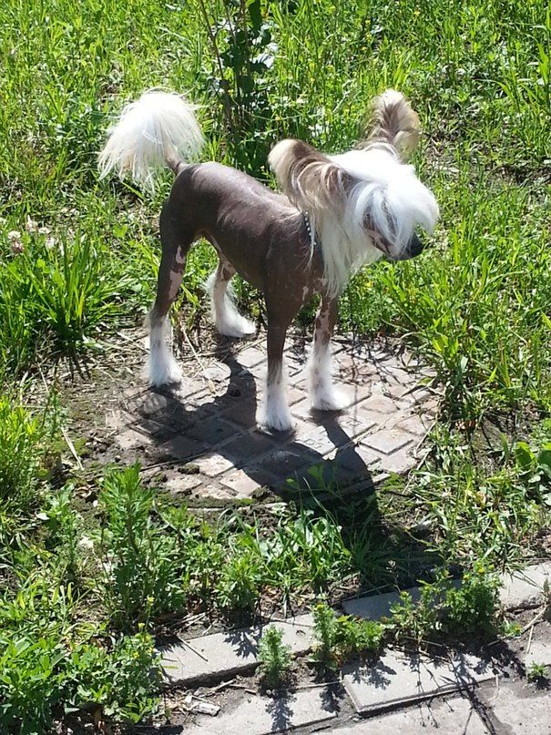 Sapfir iz Tsarskogo Sela Elizar