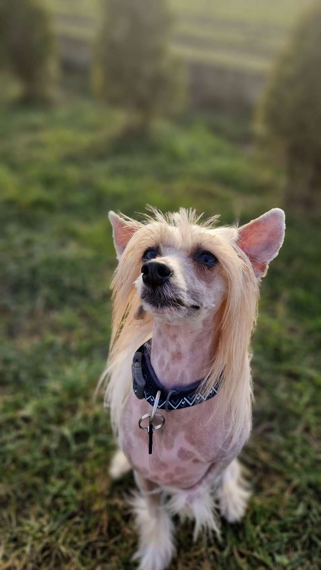 Riverdale Dudi Dog's