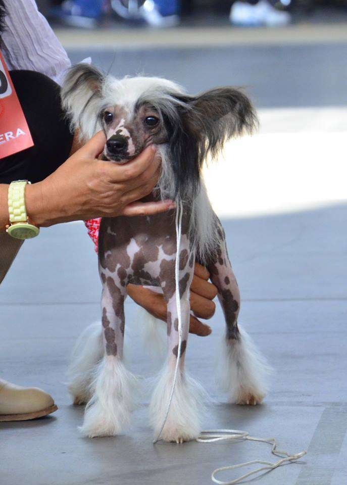 Bublikow - Tmutarakanskij Nadobnisie i koczkodany