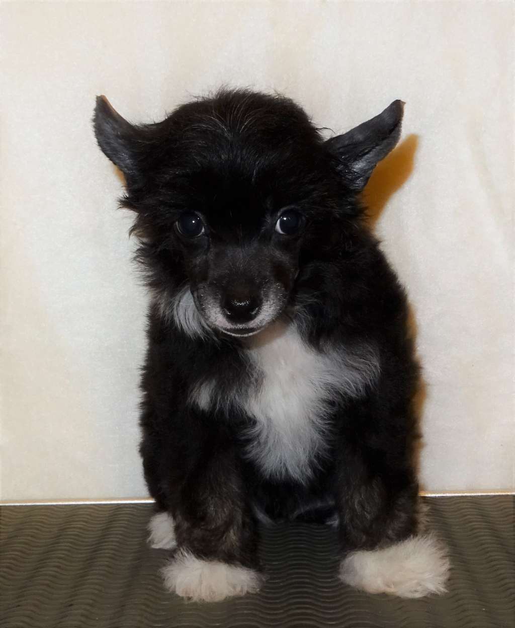 Hailey Diamond of the Night