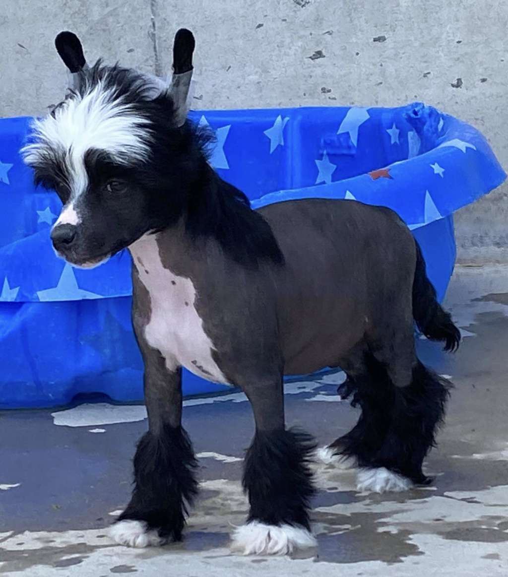 DeBahtrio Undressed To Impress