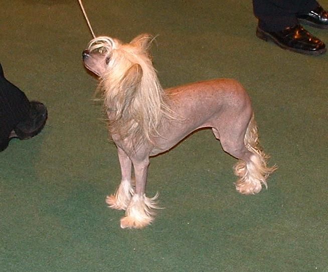 Glebeheath The Glamourus At Galchris