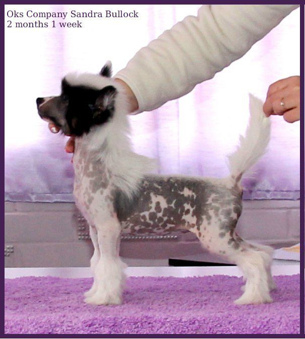 Oks Company  Sandra Bullock