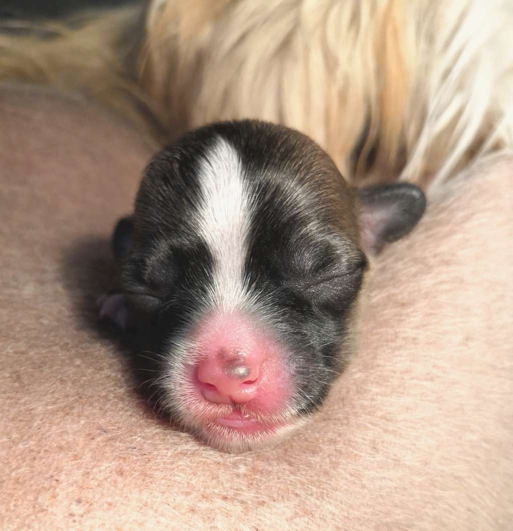 Windy Willow's Love Poem