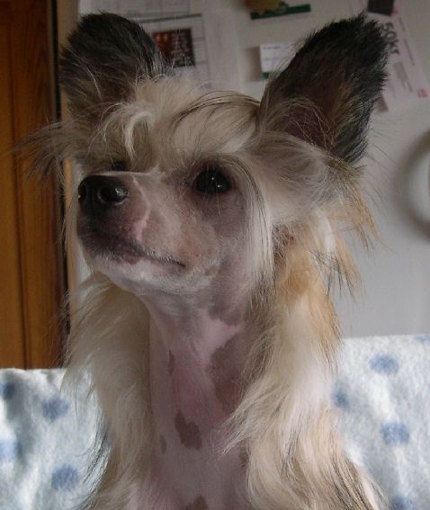 Sun-Hee's Spring Flower