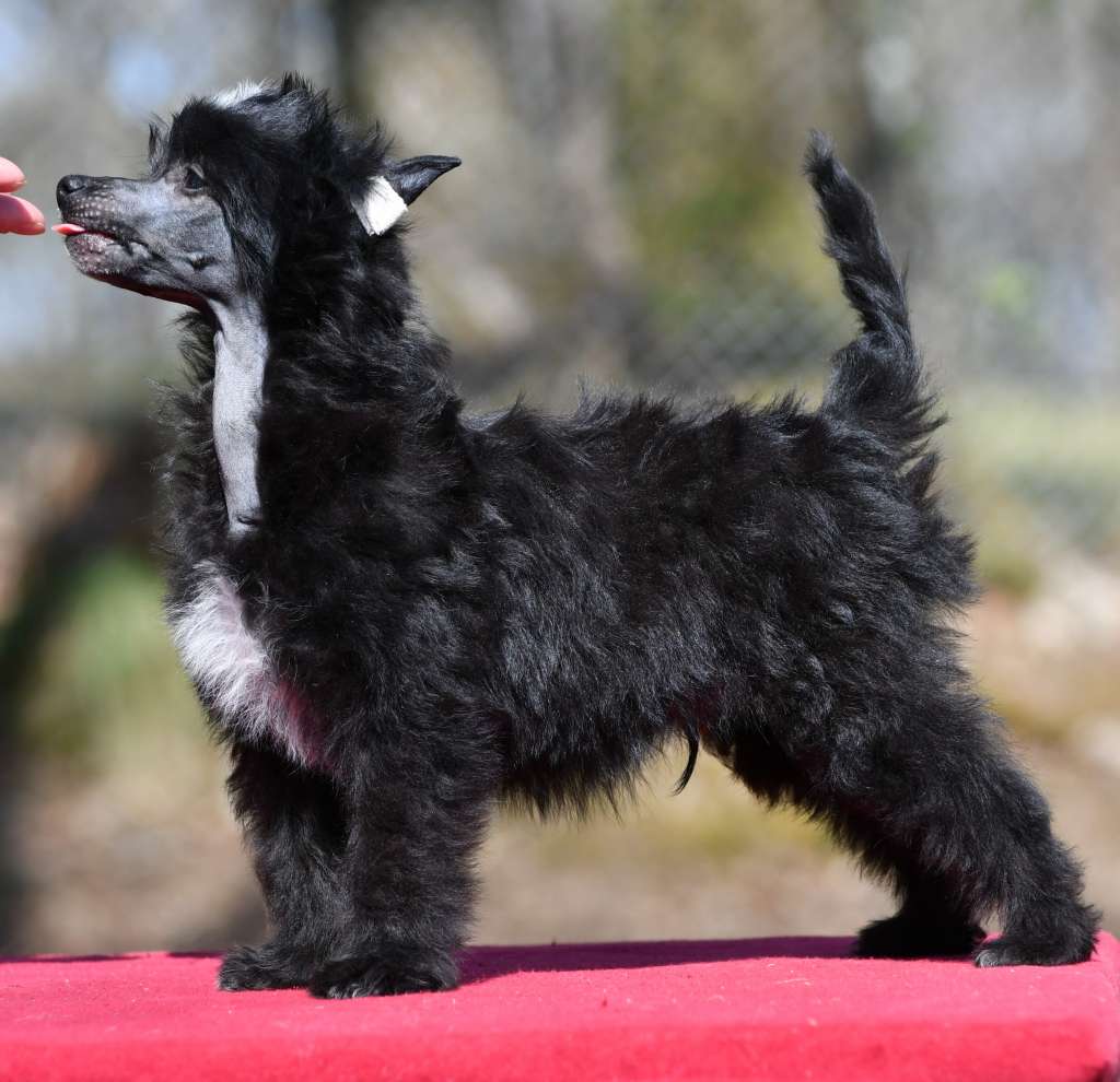 Little Dog Of Dream Oliver