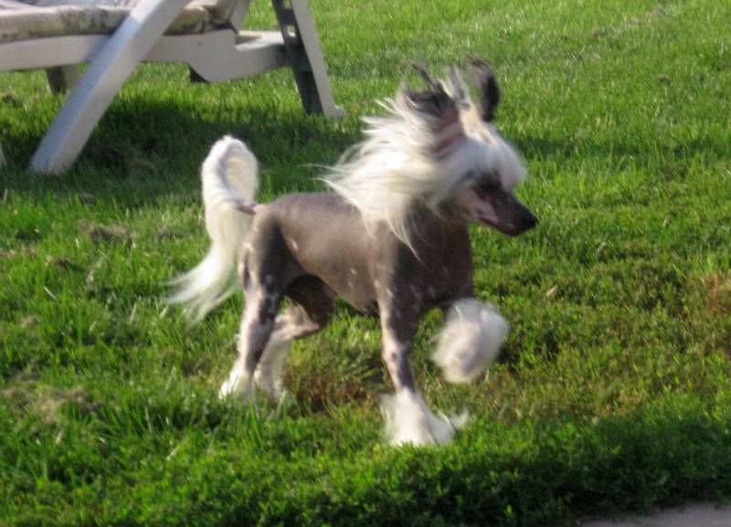 Maji's Shoot To Thrill 