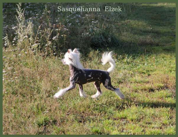 Sasquehanna (fci) Elzek