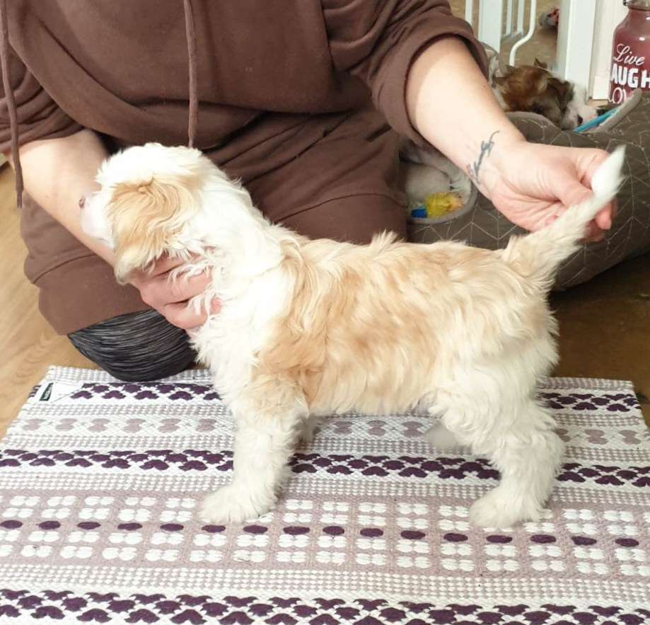 Joyway's Rewrite The Stars