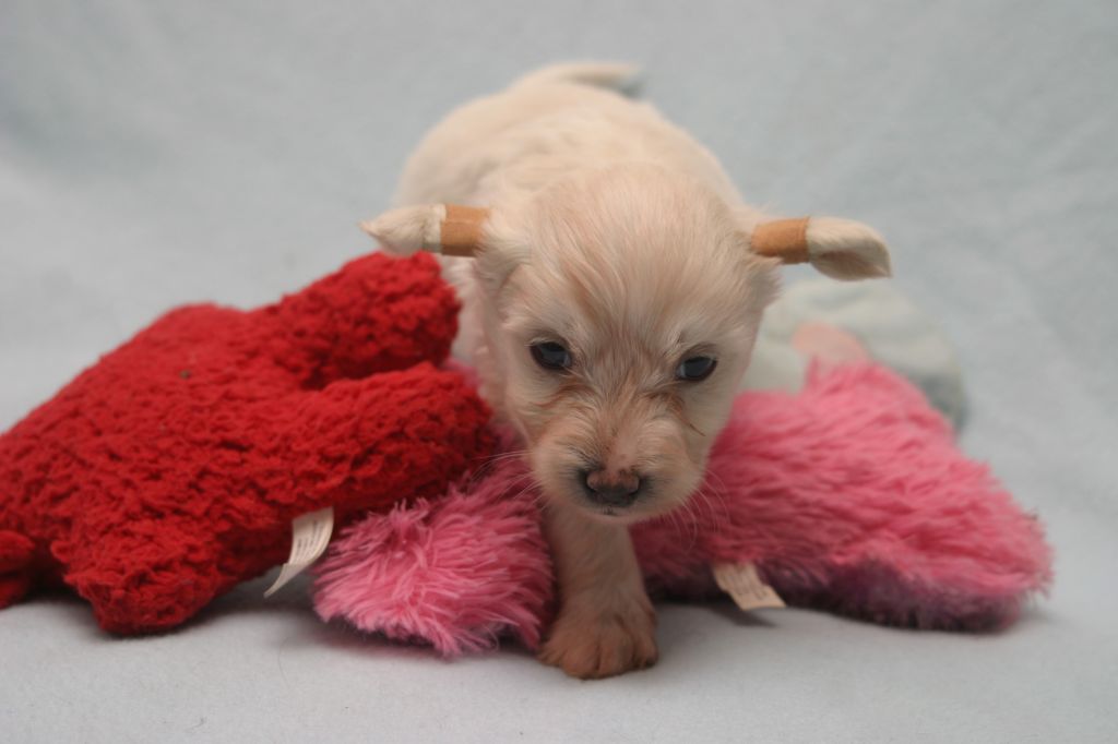 Happy Dancing Turbo Tornado