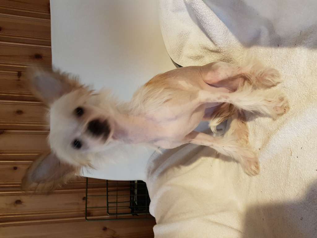 Tiliahill Dancing Queen