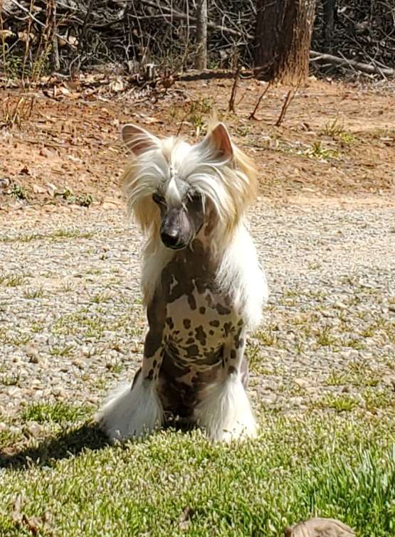 Solino's Return to Remember