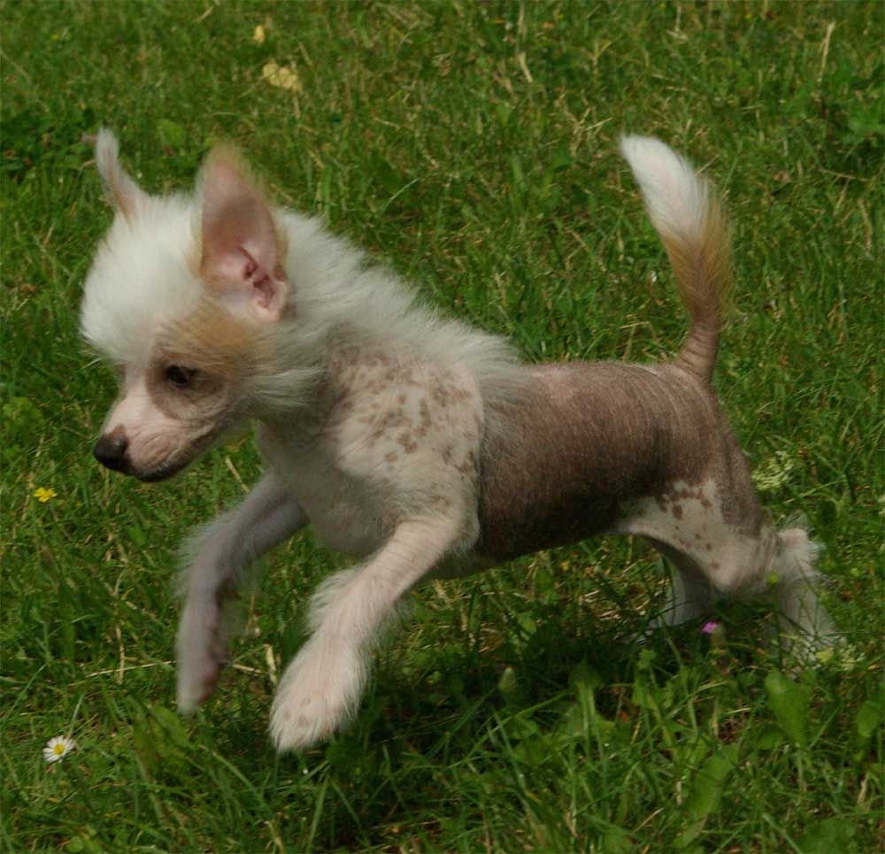 Cocaine Black Dragon