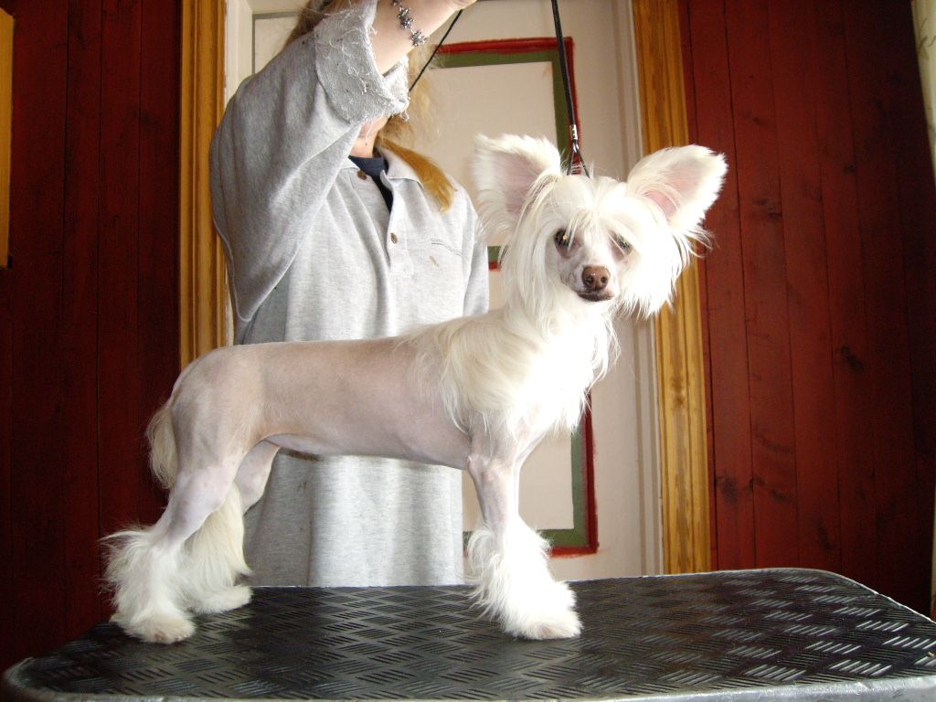 Zucci Pretty As A Peach