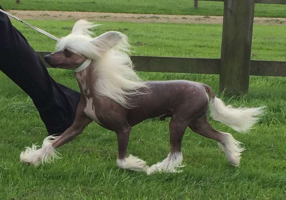 Habiba Will I Am At Casacavallo Jw