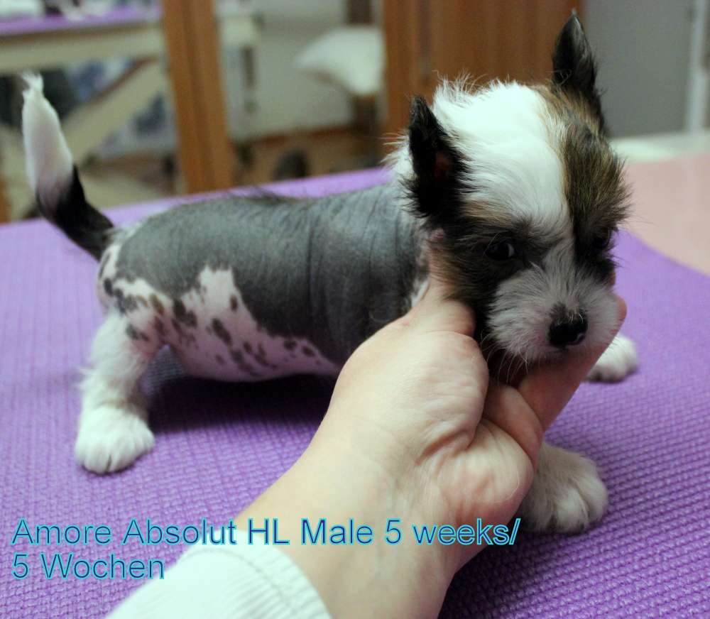 Amore Absolut Bazora