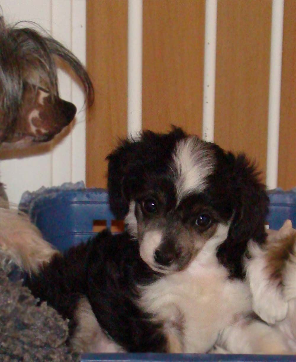 Bellatrix Luckycharm Atira