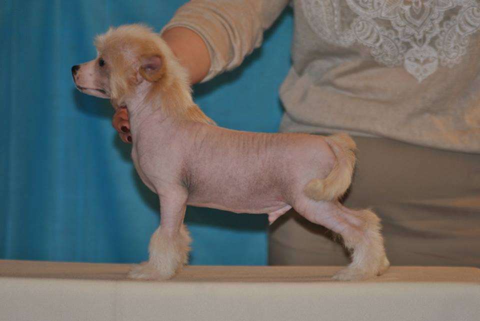 Grand Sunlife Genri Kavill