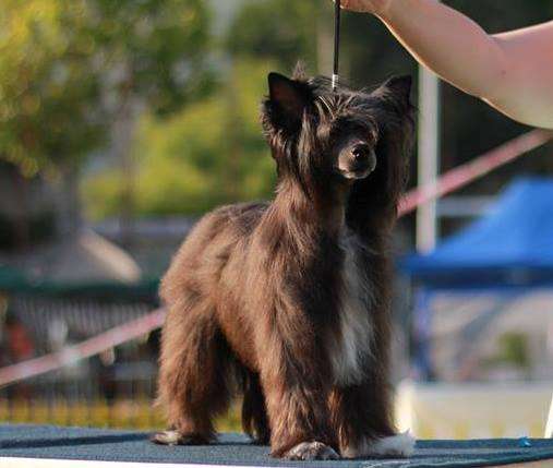 Caitlione Toutou Velu