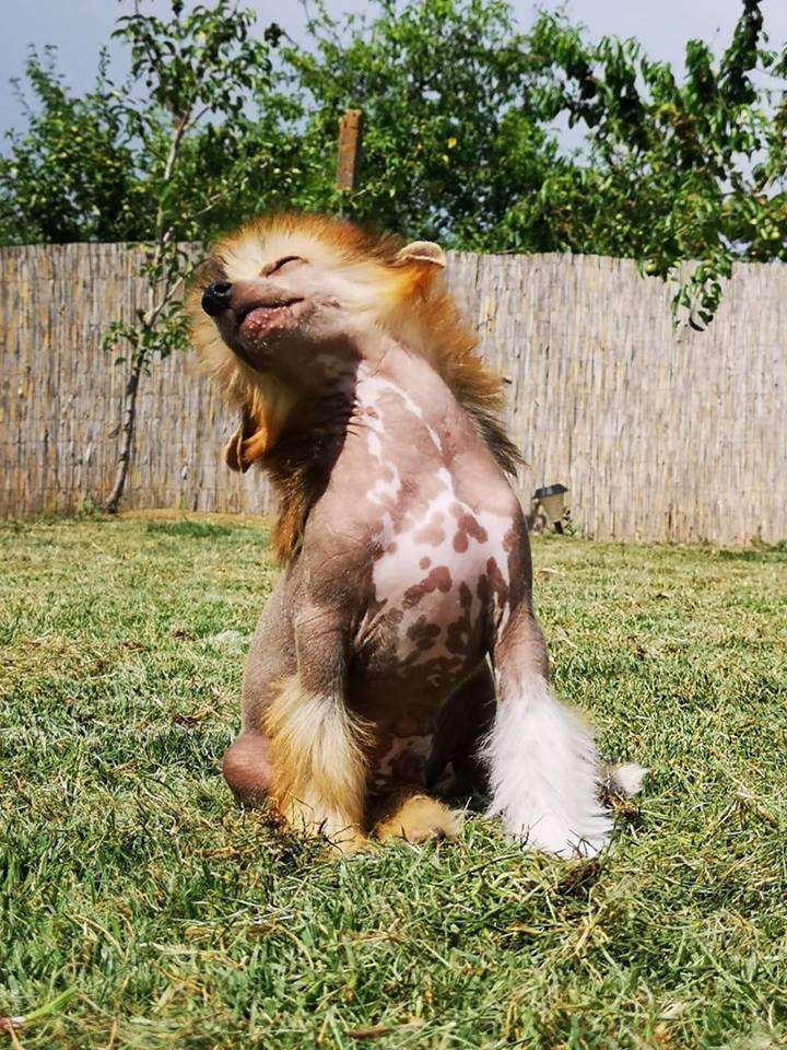 Bittersweet Symphony de Fageiro