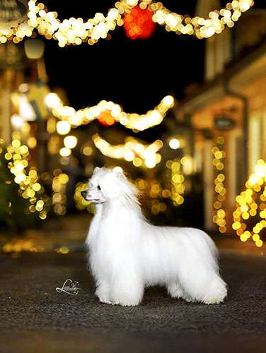 Jean Dark Puffcorn Makes You Pop