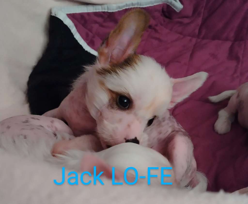 Jack Lo-fe