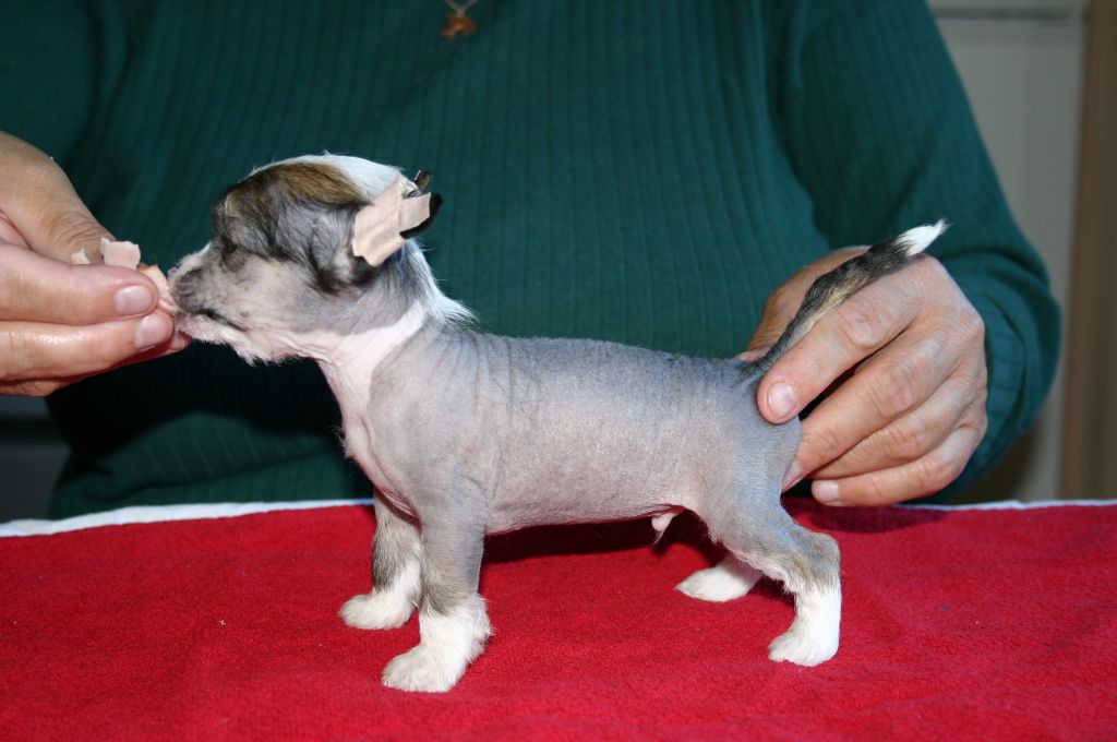 Zhannel's Ex Playboy