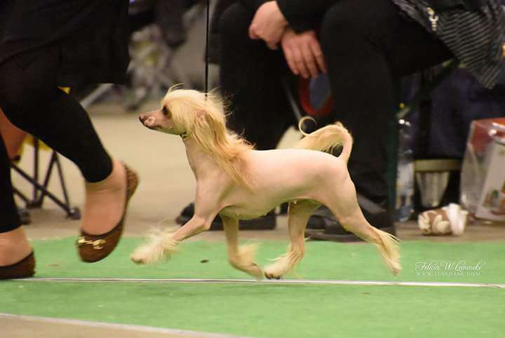 Tournais Don't Try This At Home