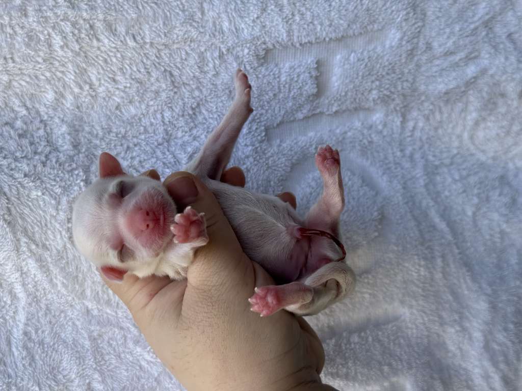 Rosa sinensis of  zephyr