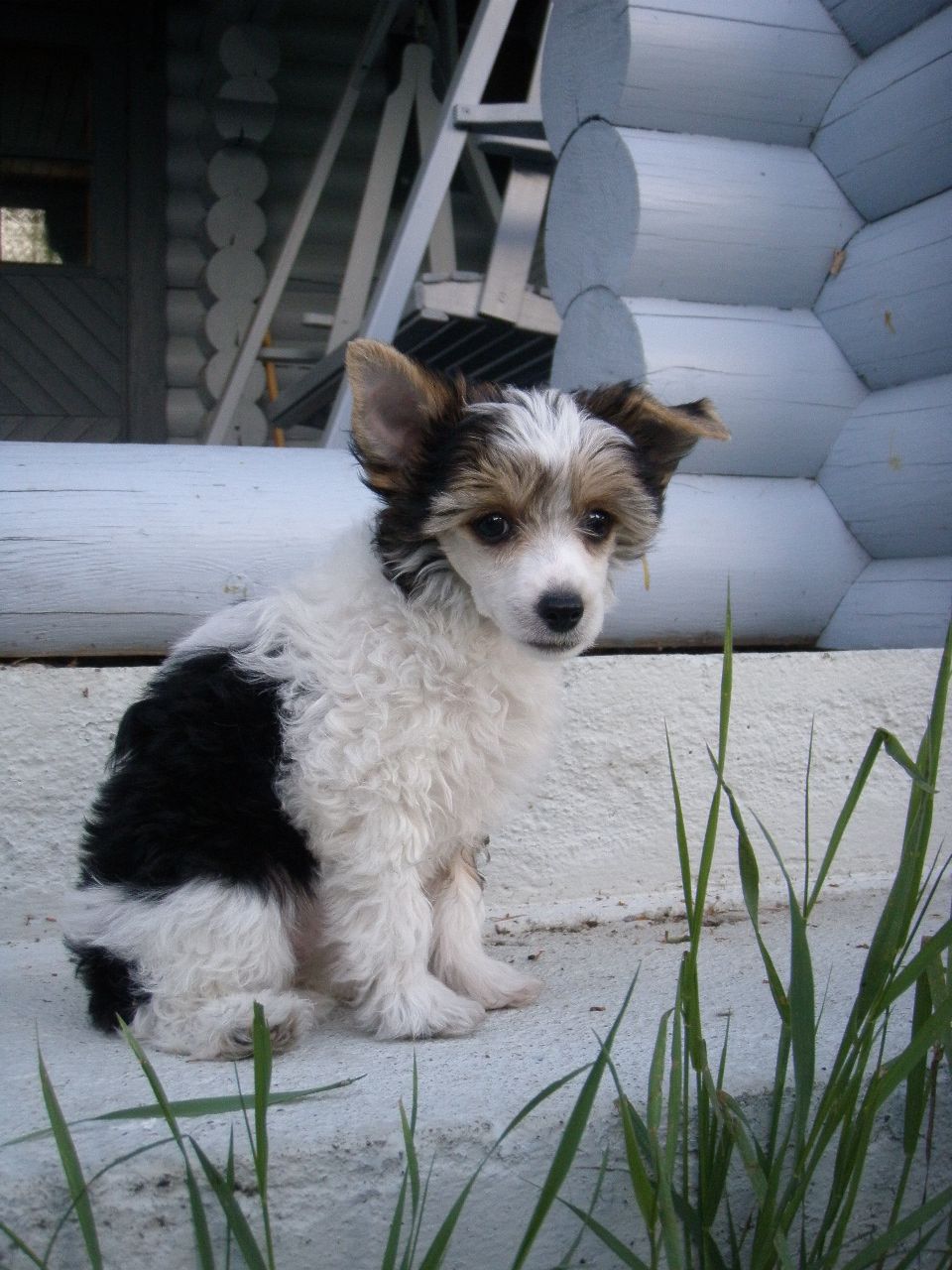 Dragon Moon Buffed Leather Jacket