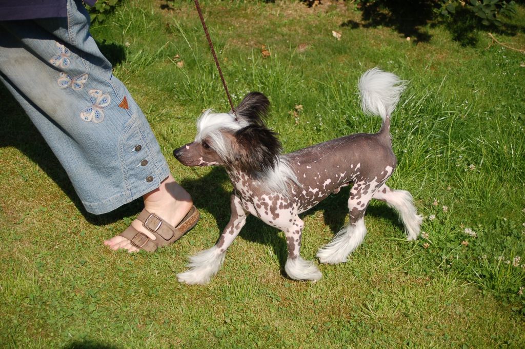 De La Mahafu's Love Angels Gilbert