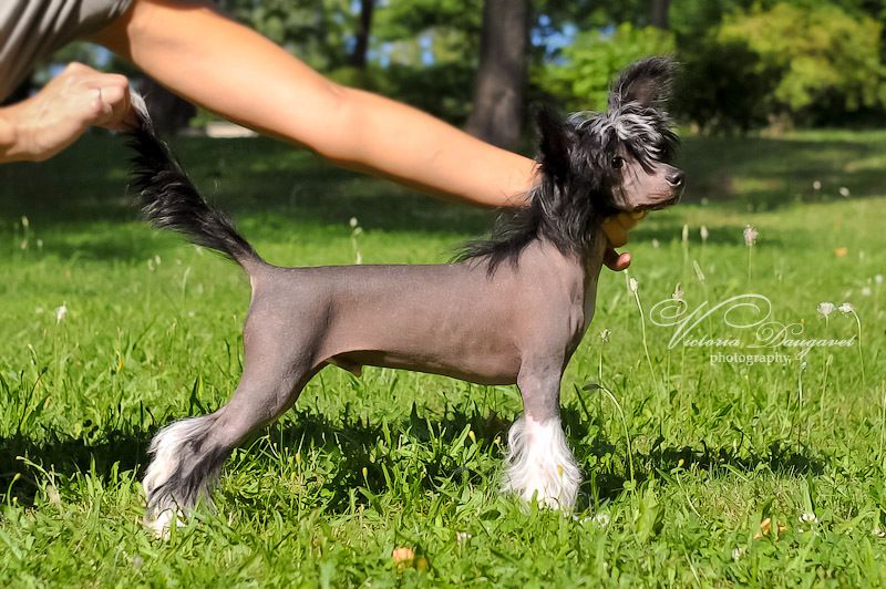 Black Bumer Triumphal