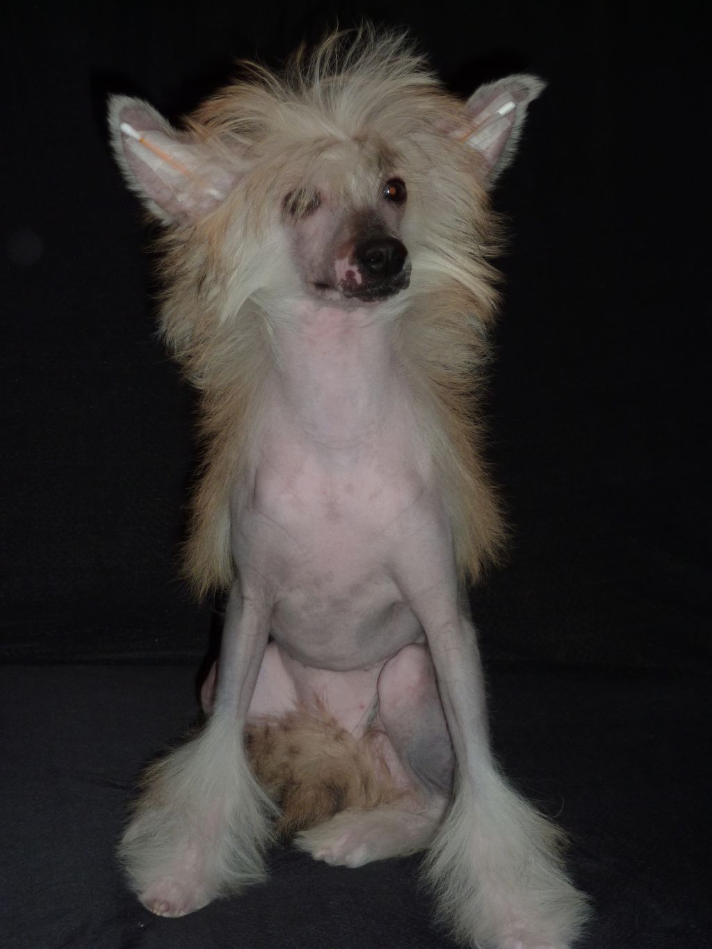 Olegro Katrin Longoria