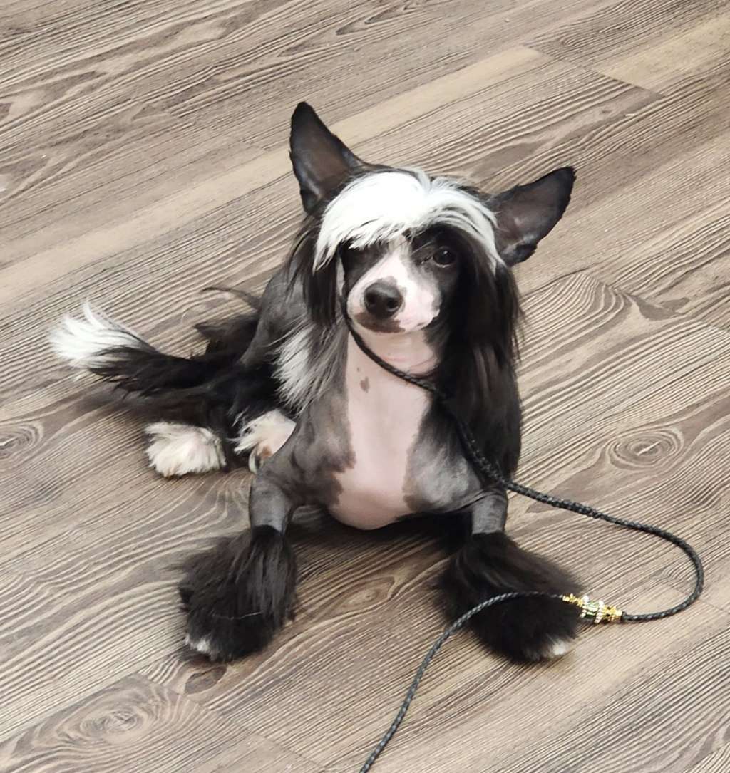 Stitch Tri-lovin's Winning Smile