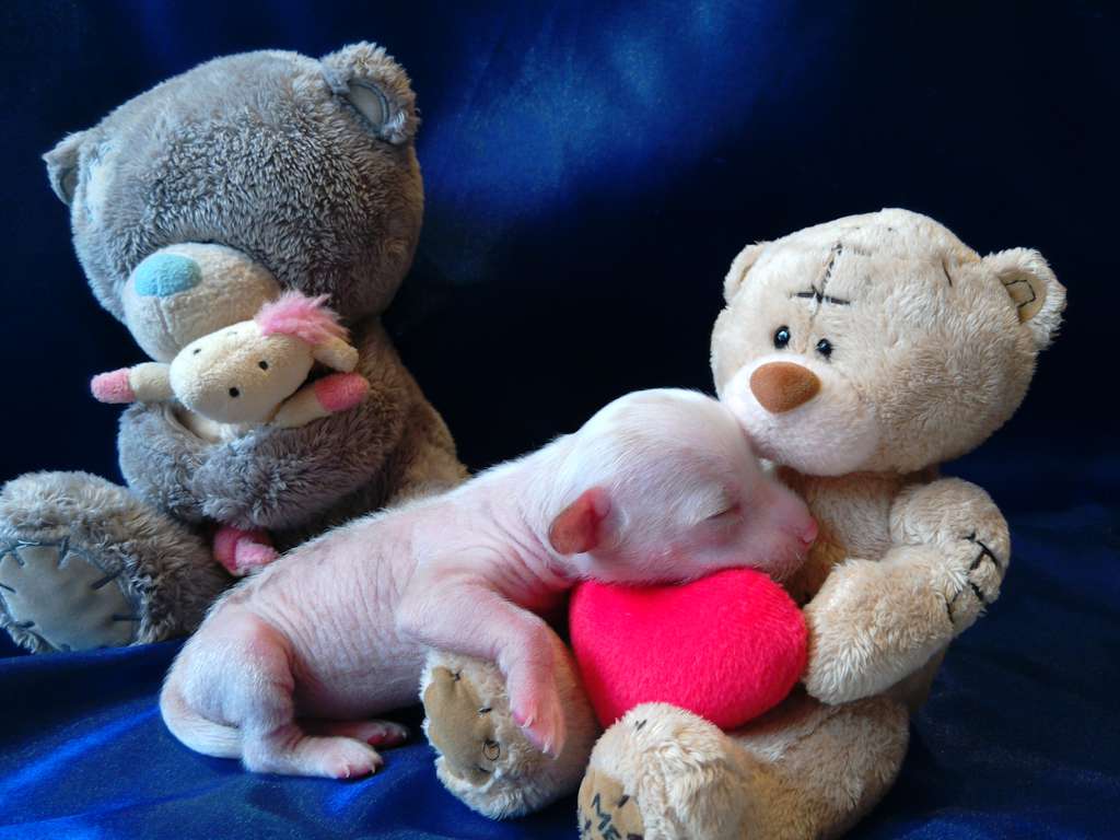 Annabell New Star  Natalexx Life