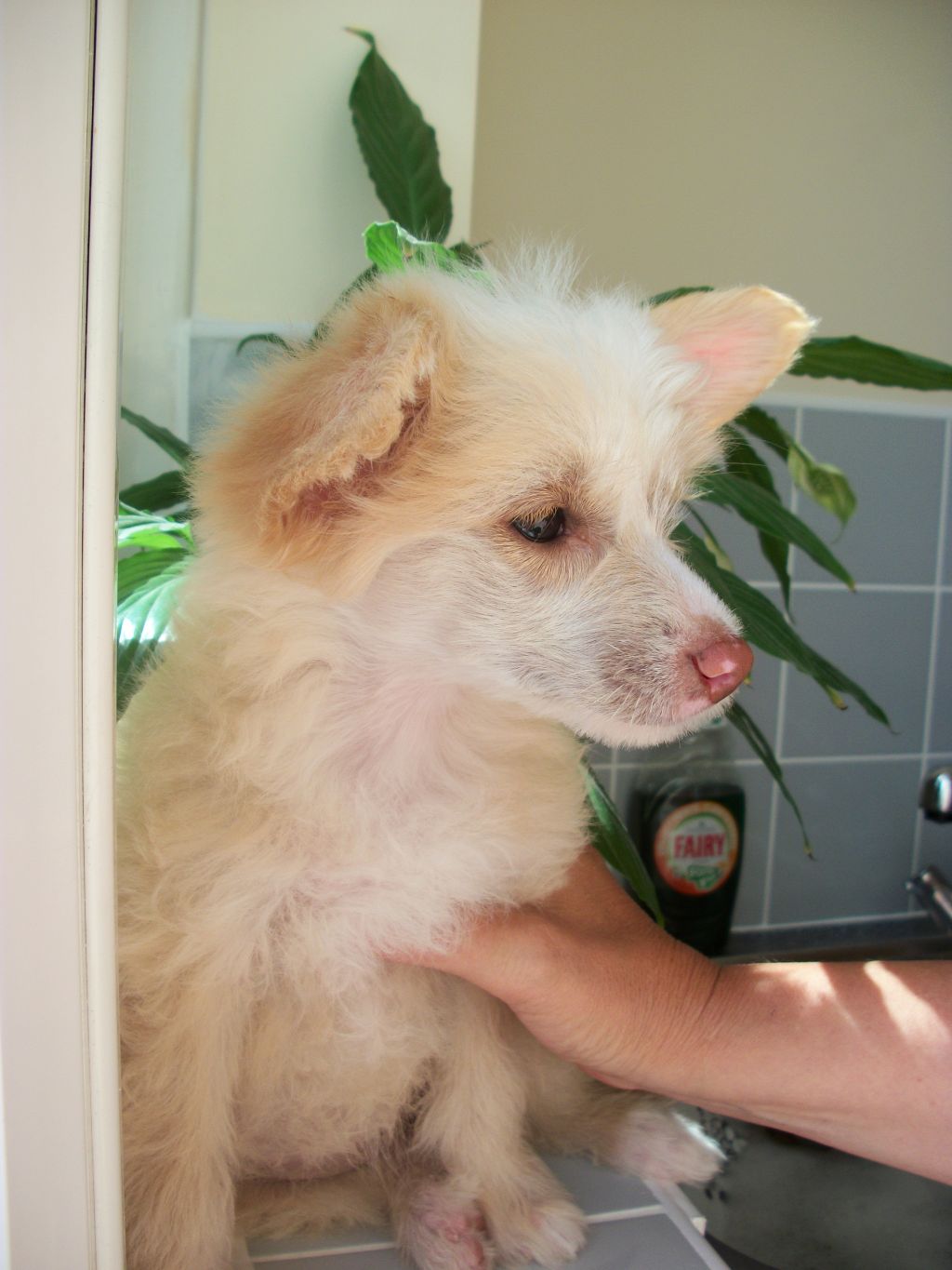 Kaikodol A Taste Of Honey