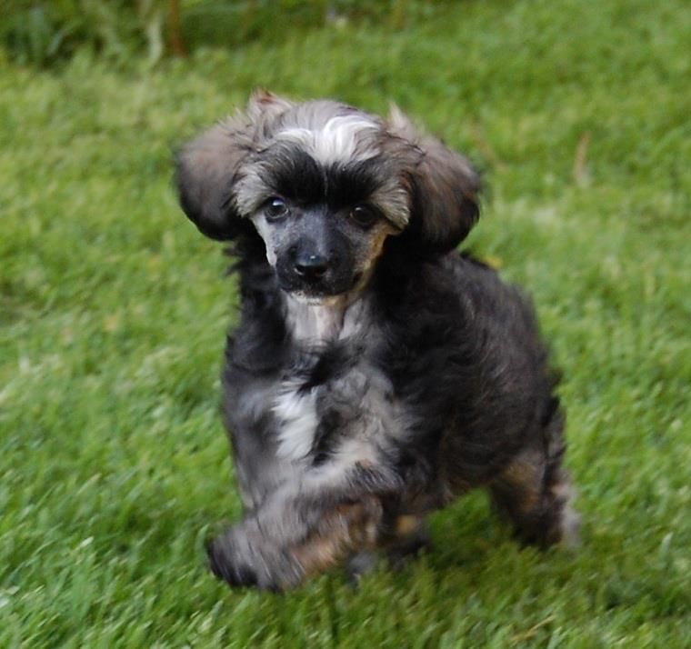 Shandor's Laughing Lola