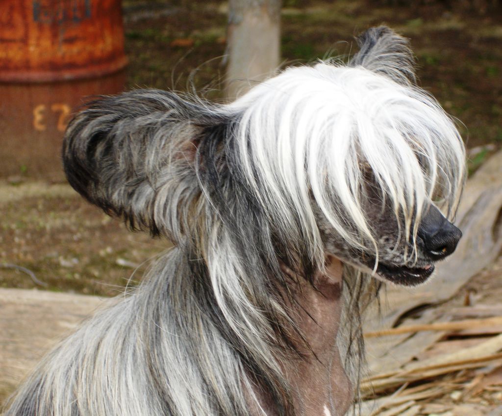 Leibwache Sweetie Belle