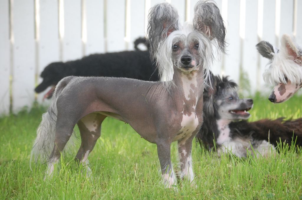 Pinky Twinky Venus Doom