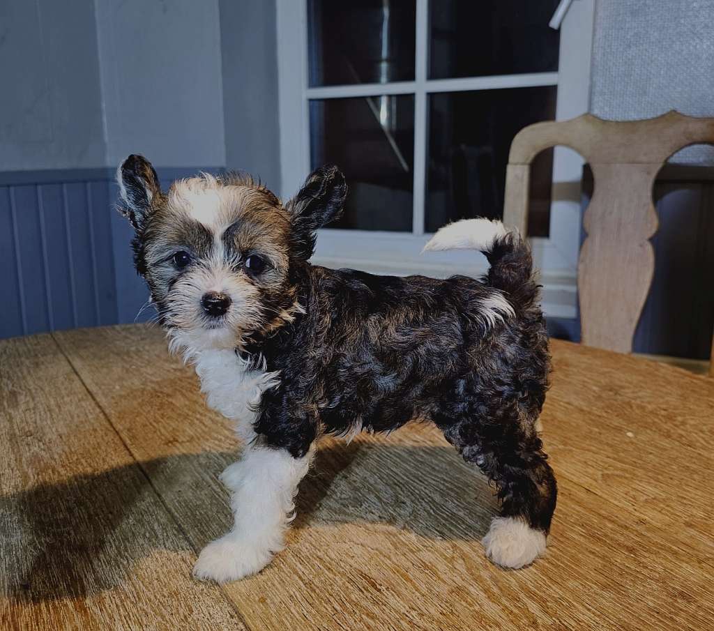 Be My Dog's Madame Souris