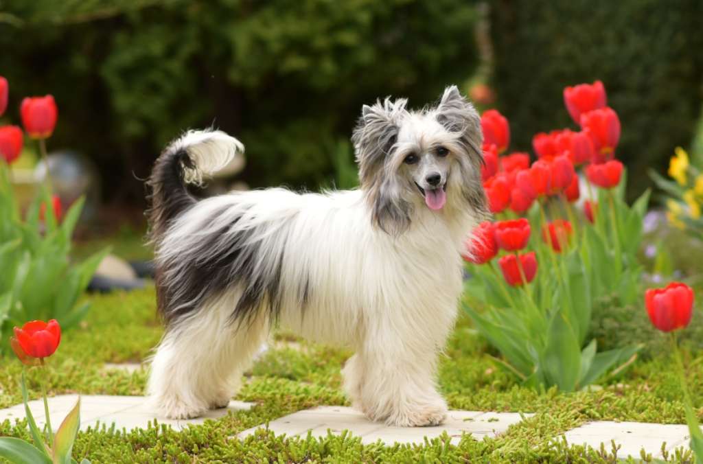 Laisan Island Grand Prix