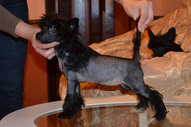 Vellar Pljus Klaudia Kardinale