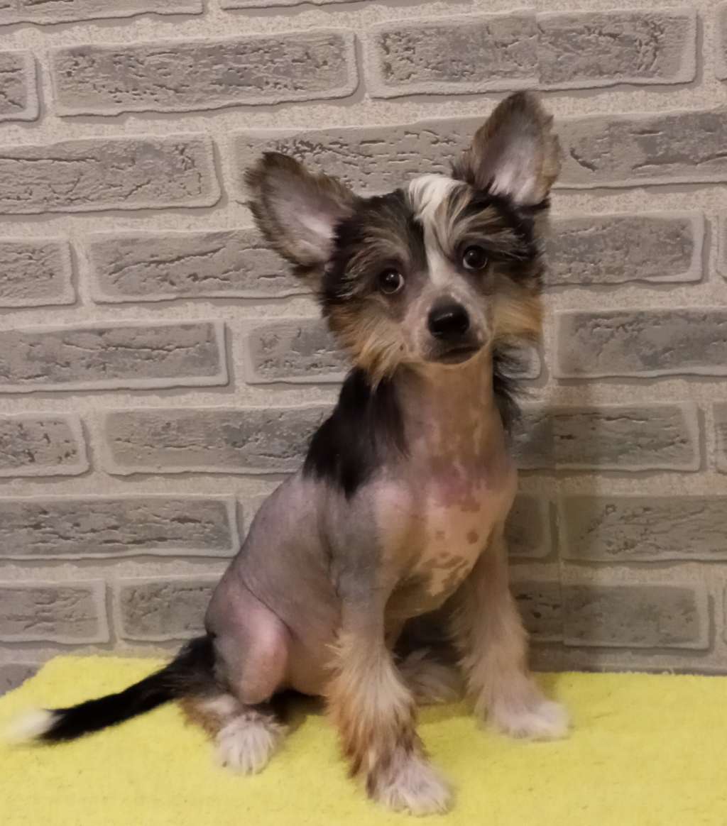 Ulybka Fortune iz Chudnoy Doliny