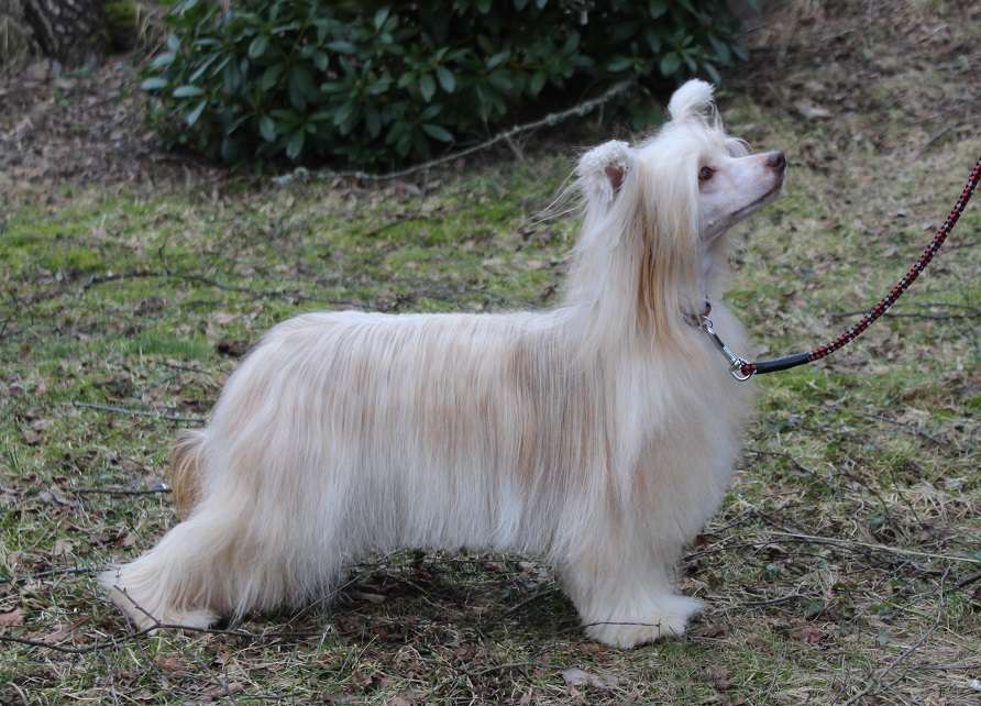 Burlesque Furry Handcuffs