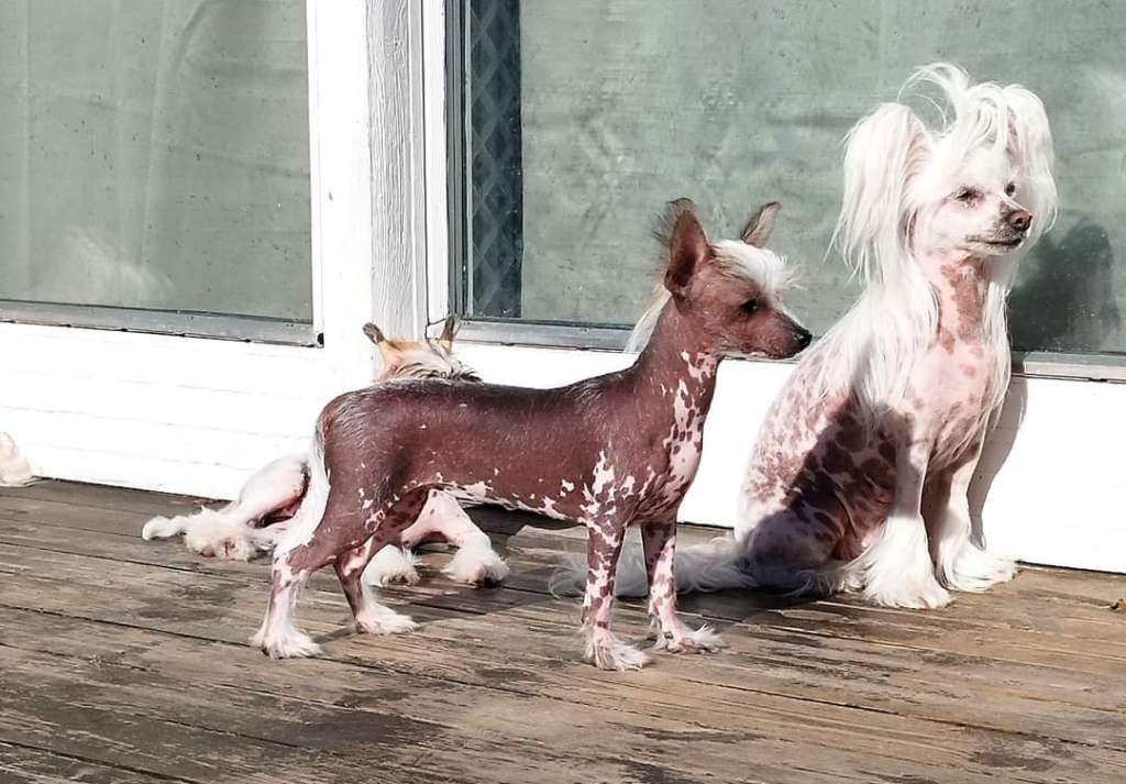 Cerohair NUDITY is my Immunity