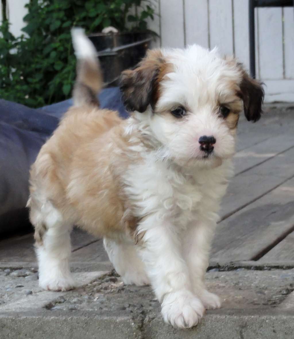 Crazy Diamond Penny Babett