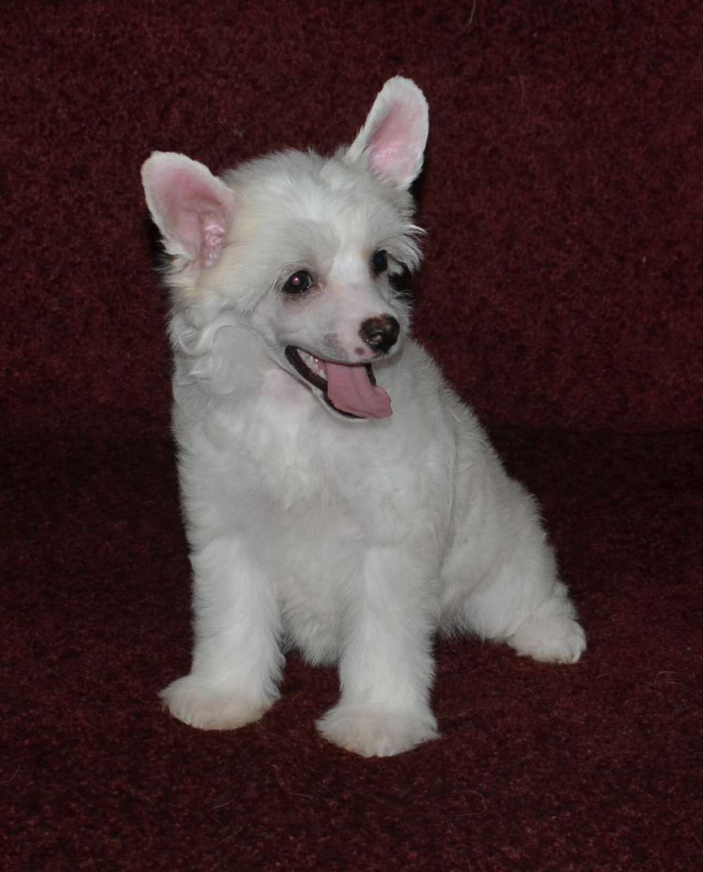 Magic of Success Eastern Mystery