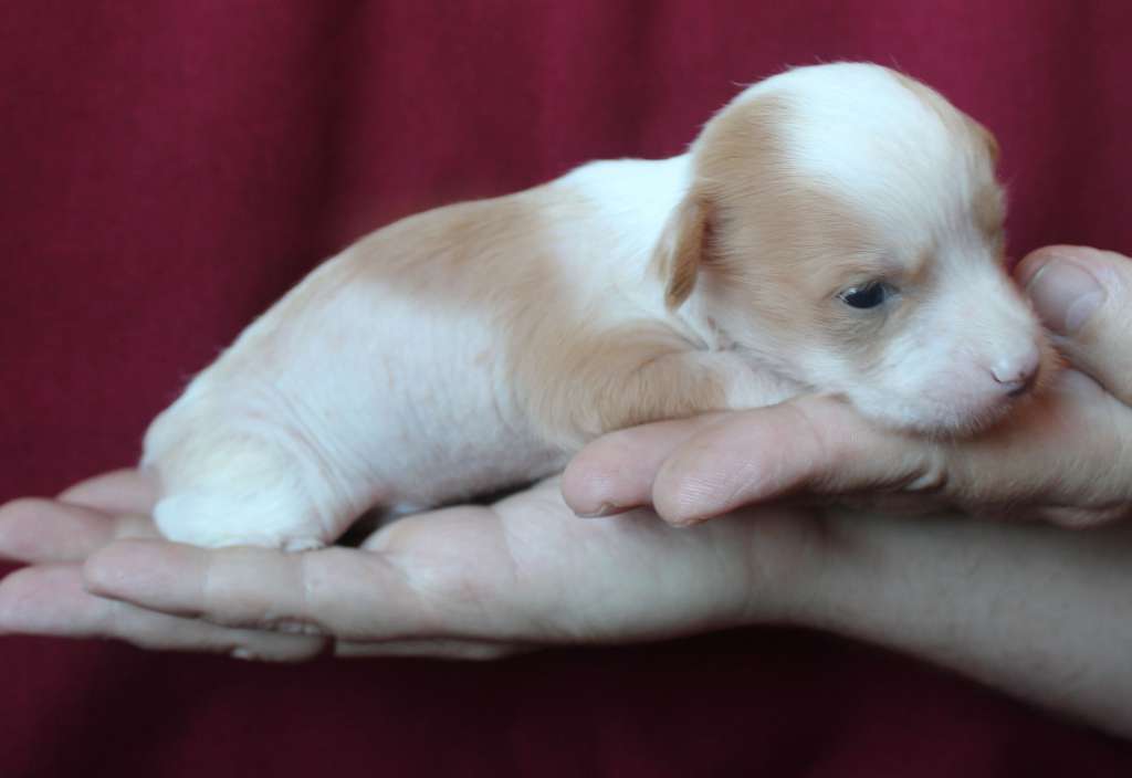 Charuyuschiy Soblazn Fiery Dance